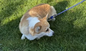 Blessing of the pets