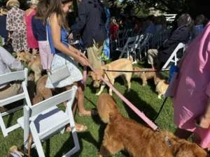 Blessing of the pets