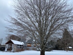 Winter building renovation